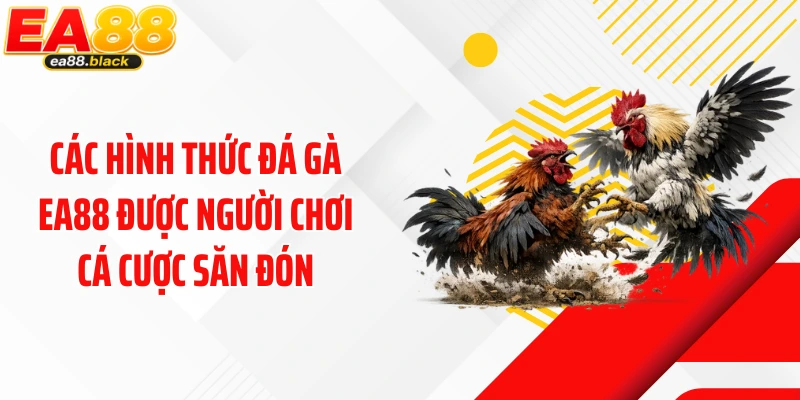 Các hình thức đá gà EA88 được người chơi cá cược săn đón